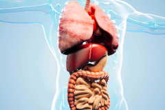 3d-man-render-anatomy-showing-internal-organs-1